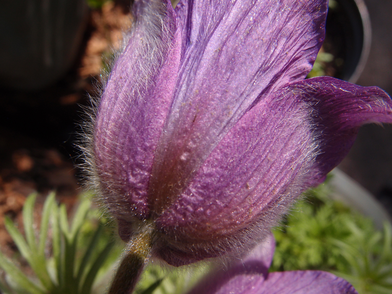 2019-04-24 wendel - der Garten